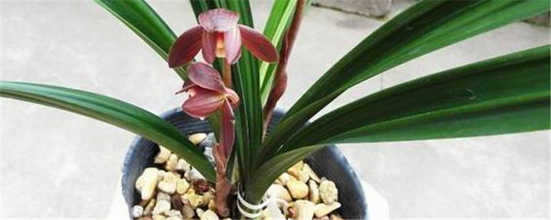 兰花能用多菌灵灌根吗 兰花能用多菌灵灌根吗