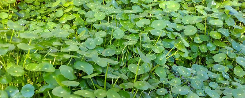 金钱草适合在屋里养吗 金钱草适合在屋里养吗