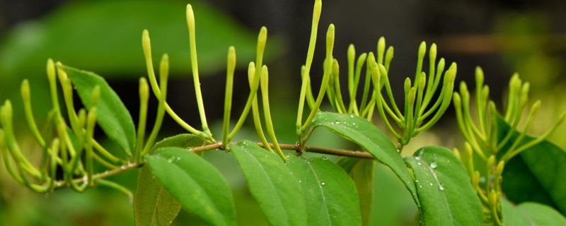 金银花嫁接砧木 金银花嫁接砧木