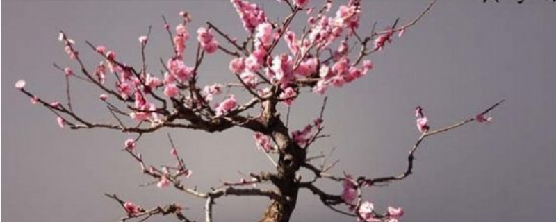腊梅花怎么养殖方法 腊梅花怎么养殖方法