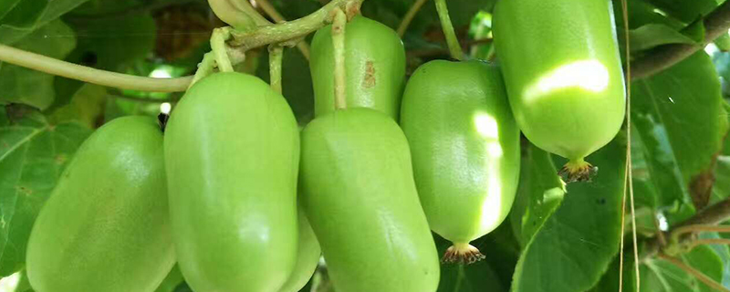 软枣猕猴桃是树还是藤