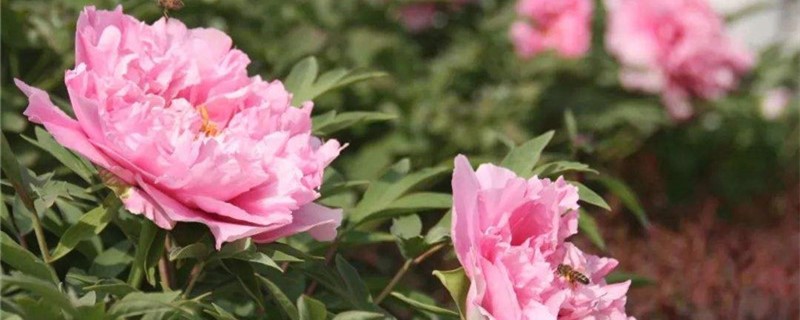 牡丹花怎样浇水