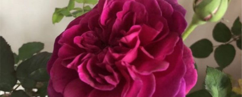 玫瑰花的叶子发黄干枯是什么原因 玫瑰花的叶子发黄干枯是什么原因