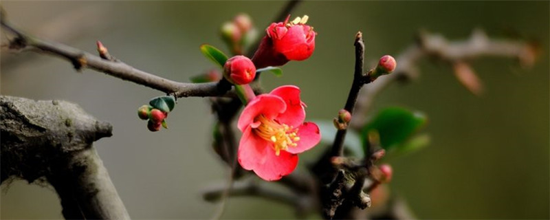 梅花开的季节和月份 梅花开的季节和月份