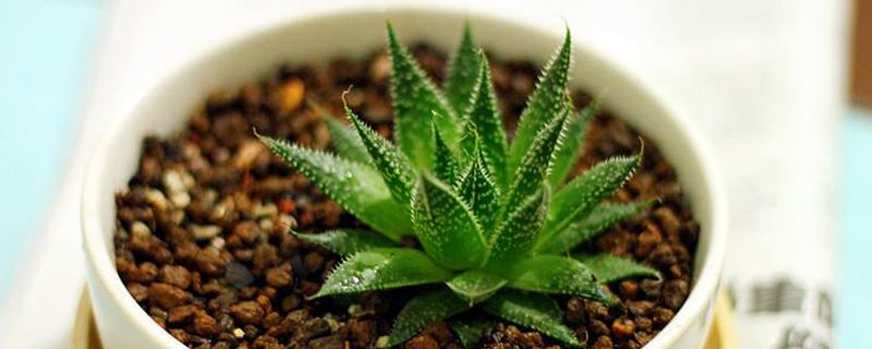 芦荟无根能种活吗