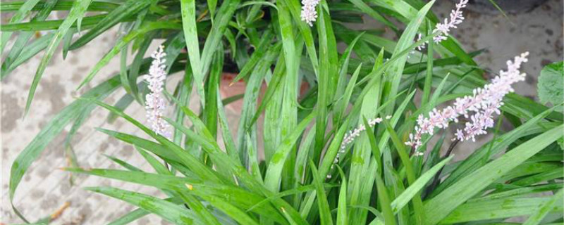 兰花三七种植方法 兰花三七种植方法