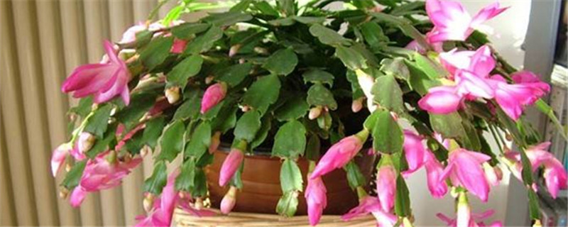 芦荟如何嫁接蟹爪兰