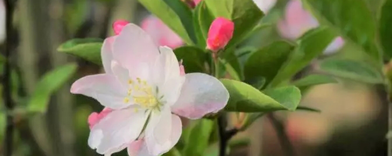 苹果树花露红打什么药