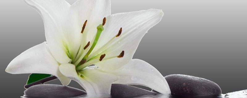 百合花几点开放 百合花几点开放