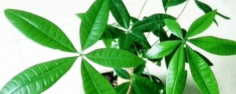 室内树有哪些 室内树有哪些