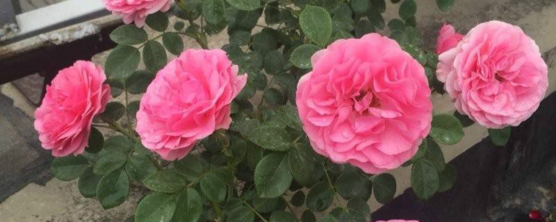 粉色达芬奇月季勤花吗 粉色达芬奇月季勤花吗