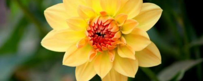 小丽花是多年生吗 小丽花是多年生吗