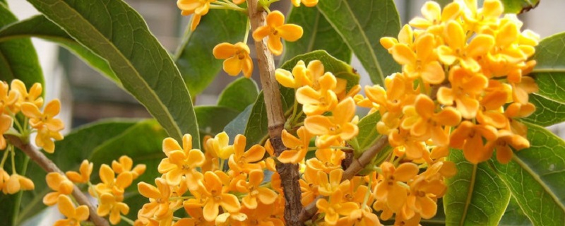 桂花种子怎么催芽 桂花种子怎么催芽