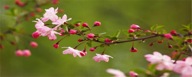 木本海棠有毒吗